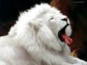 white_lion_leul_alb_propus_de_alin_fan_al_felinelor_mari.jpg