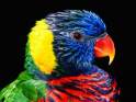 papagal_multicolor_pe_fond_negru_danutza.jpg