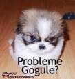probleme_gogule_catelus_suparat_haios_elena.jpg