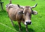 Vaca - Animale domestice de la ferma:
vacile (Test pentru copii)