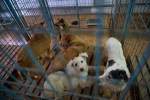 Probleme domestice cu cinci câini
maidanezi adoptați din adăposturile
primăriei